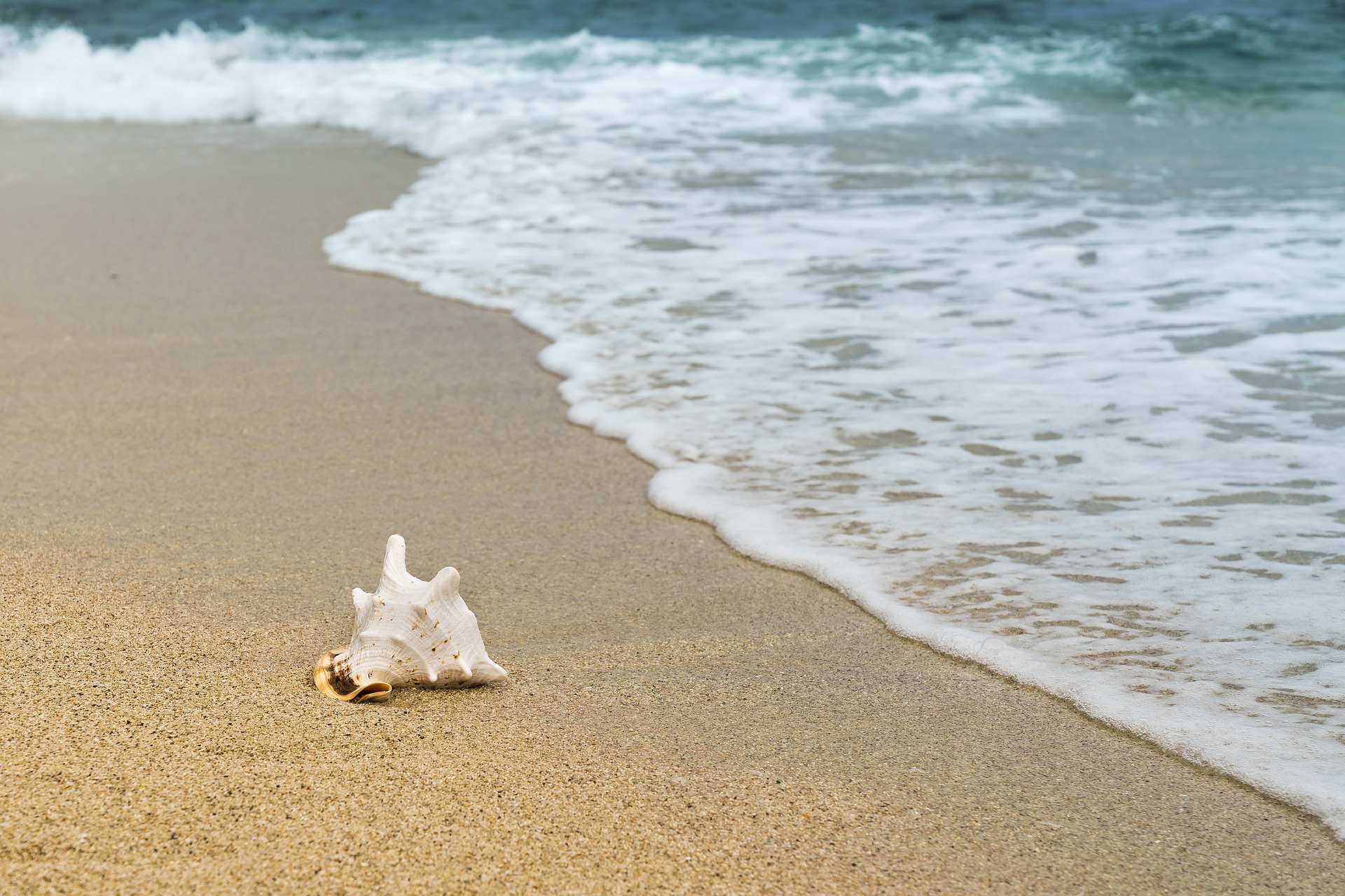 spiaggia mare conchiglia bianca.jpg